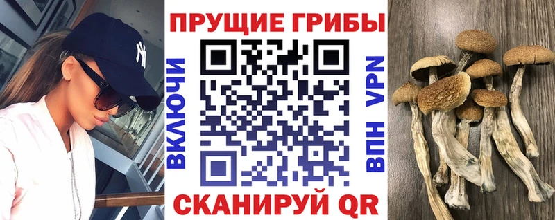 Псилоцибиновые грибы мицелий Шимановск